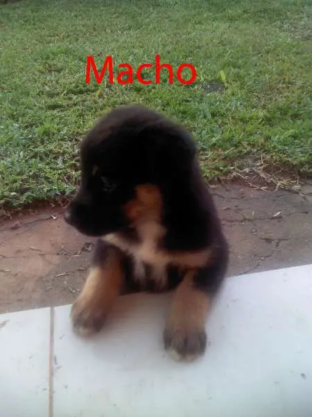 Cachorro ra a SRD idade Abaixo de 2 meses nome 4 Filhotes