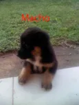 4 Filhotes