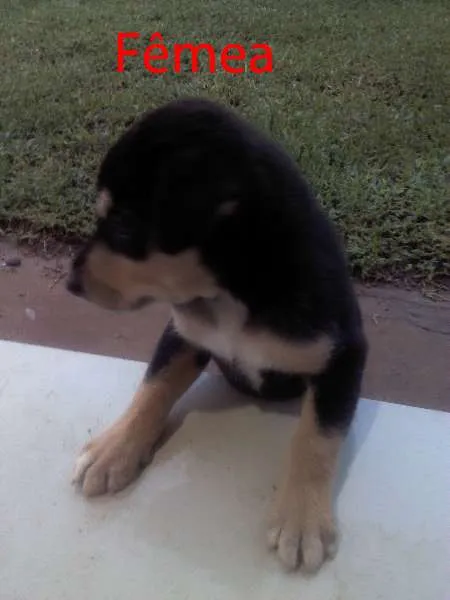 Cachorro ra a SRD idade Abaixo de 2 meses nome 4 Filhotes