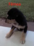 4 Filhotes