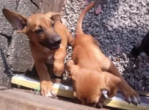 Cachorro raça viralata idade 2 a 6 meses nome nao tem nome ainda