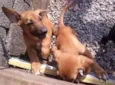 Cachorro raça viralata idade 2 a 6 meses nome nao tem nome ainda