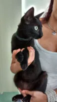 GATINHA PRETA