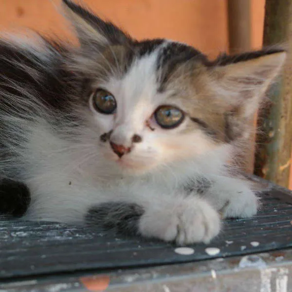 Gato raça misto angora idade 2 a 6 meses nome sem nome