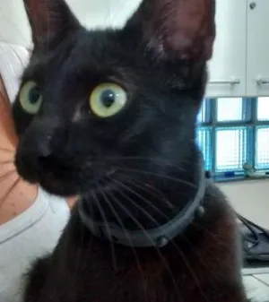 Gato raça SRD idade 1 ano nome GATINHA PRETA