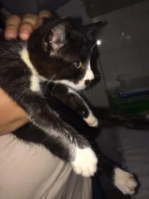 Gato raça  idade Abaixo de 2 meses nome BELLE