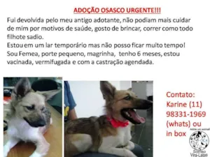 Cachorro raça SRD idade 2 a 6 meses nome Lika