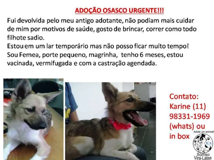 Cachorro ra a SRD idade 2 a 6 meses nome Lika
