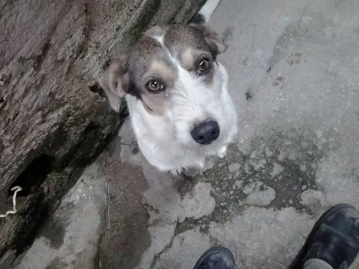 Cachorro ra a Vira Lata idade 4 anos nome Lola