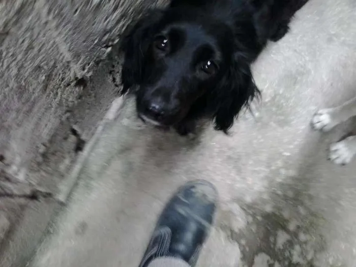 Cachorro ra a Vira Lata idade 3 anos nome Maggie