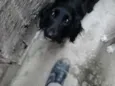 Maggie