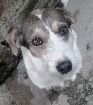 Cachorro raça Vira Lata idade 4 anos nome Lola