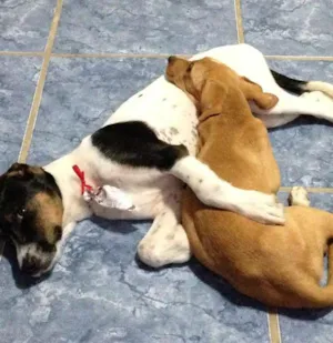 Cachorro raça SRD idade  nome Dois filhotes