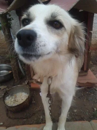 Cachorro ra a indeterminada idade 1 ano nome Jolie