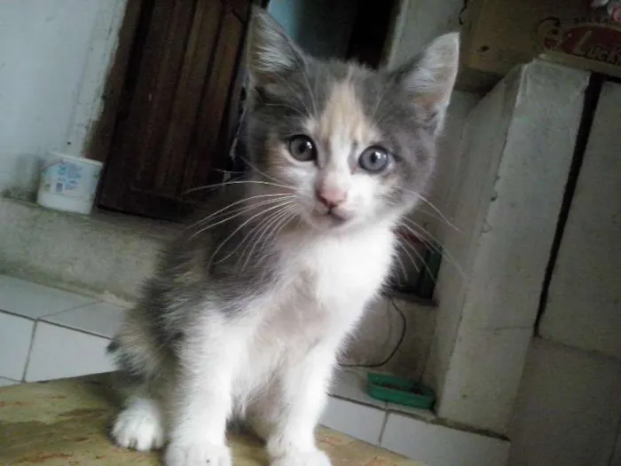 Gato ra a SRD idade 2 a 6 meses nome sem nome