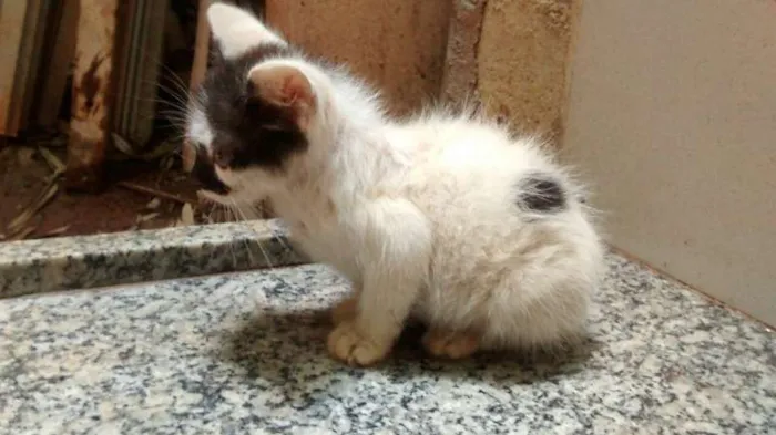 Gato ra a SRD idade Abaixo de 2 meses nome Sem nome