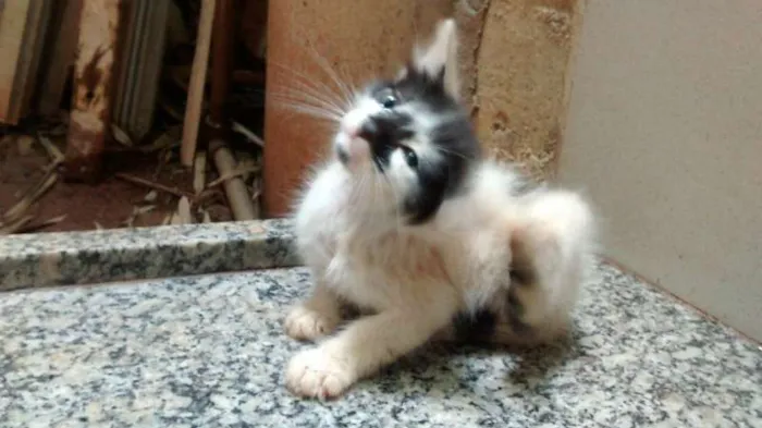 Gato ra a SRD idade Abaixo de 2 meses nome Sem nome