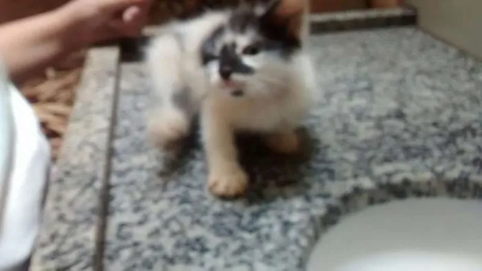 Gato ra a SRD idade Abaixo de 2 meses nome Sem nome