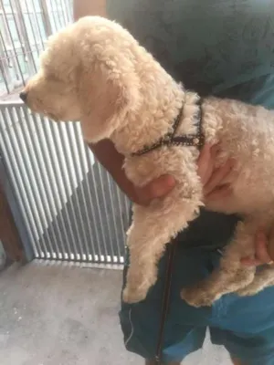 Cachorro raça Poodle idade 2 a 6 meses nome Jack