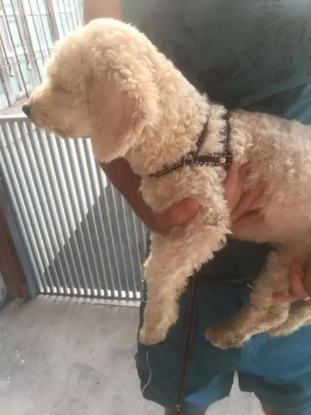 Cachorro ra a Poodle idade 2 a 6 meses nome Jack