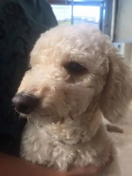 Cachorro ra a Poodle idade 2 a 6 meses nome Jack