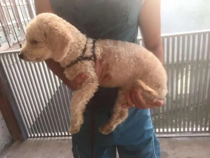Cachorro ra a Poodle idade 2 a 6 meses nome Jack