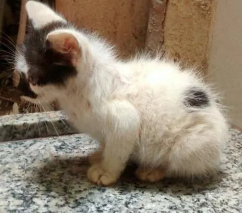 Gato ra a SRD idade Abaixo de 2 meses nome Sem nome
