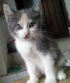 Gato raça SRD idade 2 a 6 meses nome sem nome