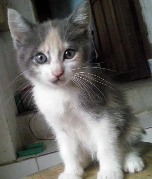 Gato ra a SRD idade 2 a 6 meses nome sem nome
