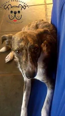 Cachorro raça -------- idade 7 a 11 meses nome sety