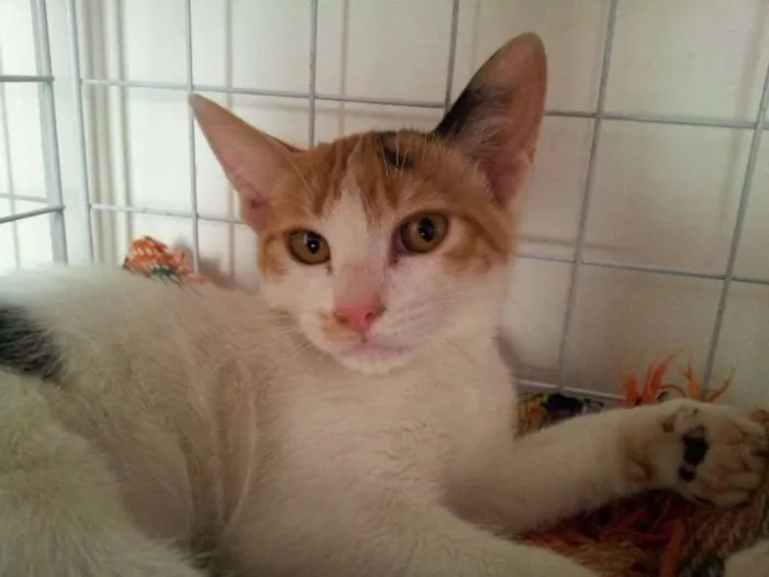 Gato ra a SRD idade 2 a 6 meses nome Anita