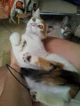 Anita