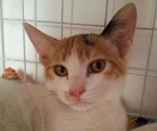 Gato ra a SRD idade 2 a 6 meses nome Anita