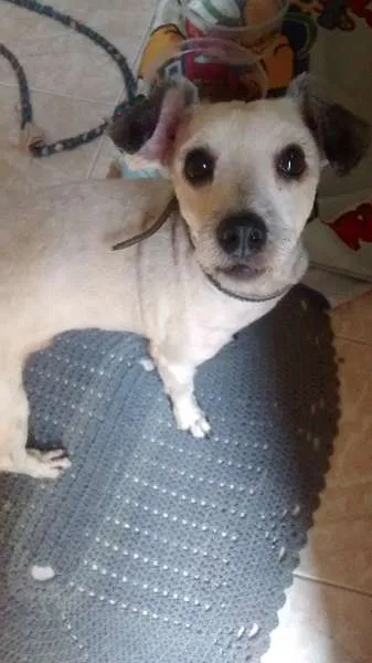 Cachorro ra a não definida idade 2 anos nome chamei de Agostinho
