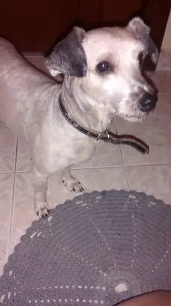 Cachorro ra a não definida idade 2 anos nome chamei de Agostinho