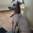 chamei de Agostinho