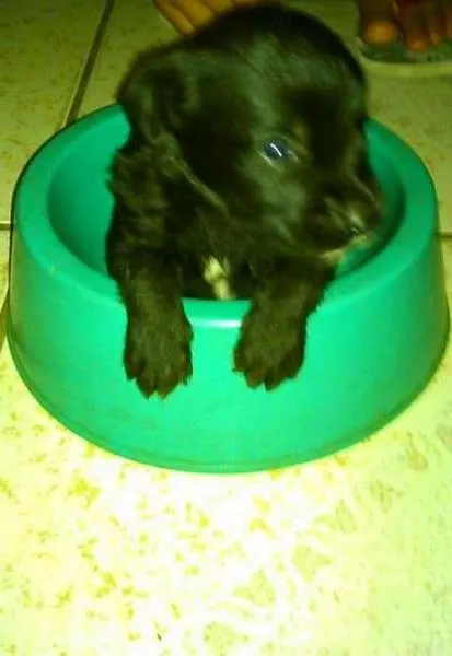 Cachorro ra a Tiquin idade Abaixo de 2 meses nome Sem nomes