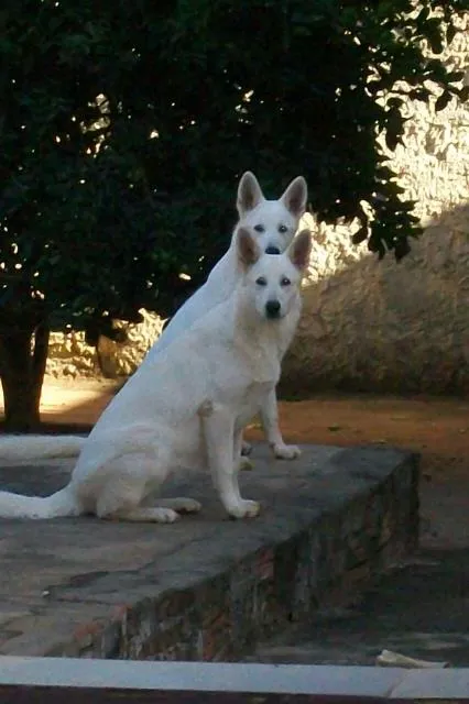 Cachorro ra a Pastor Alemão Suíço idade 6 ou mais anos nome Lana e Scoth