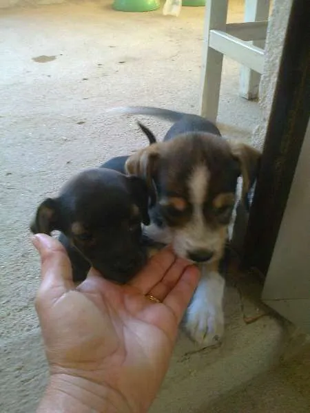 Cachorro raça sem raça definida idade Abaixo de 2 meses nome sem nome ainda