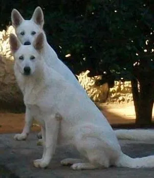 Cachorro ra a Pastor Alemão Suíço idade 6 ou mais anos nome Lana e Scoth