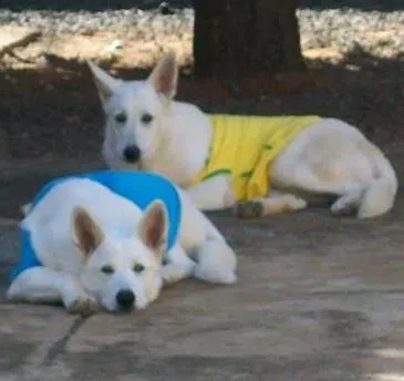 Cachorro ra a Pastor Alemão Suíço idade 6 ou mais anos nome Lana e Scoth