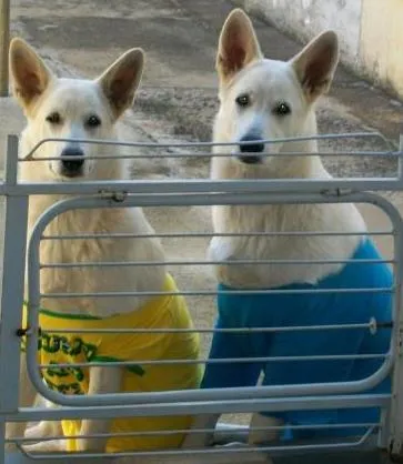 Cachorro ra a Pastor Alemão Suíço idade 6 ou mais anos nome Lana e Scoth