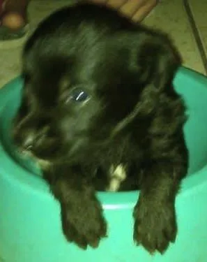 Cachorro raça Tiquin idade Abaixo de 2 meses nome Sem nomes