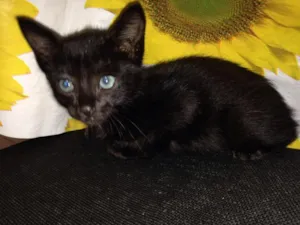 Gato raça Vira lata idade Abaixo de 2 meses nome Vitória 
