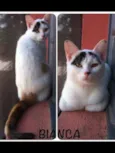 Bianca