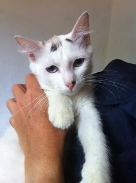 Gato ra a SRD idade 7 a 11 meses nome Felicia