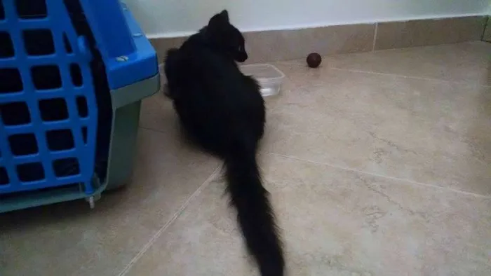 Gato ra a SRD idade 2 a 6 meses nome Eclipse
