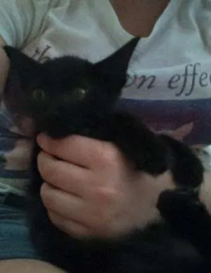 Gato ra a SRD idade 2 a 6 meses nome Eclipse