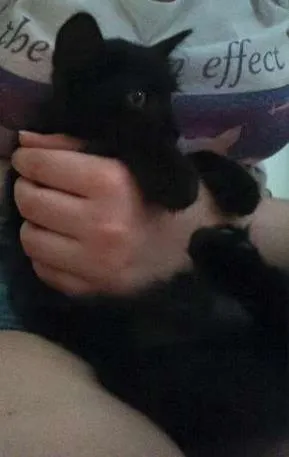 Gato ra a SRD idade 2 a 6 meses nome Eclipse