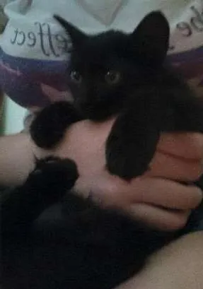 Gato ra a SRD idade 2 a 6 meses nome Eclipse
